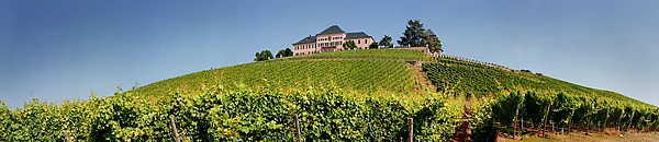 Schloss Johannisberg awarded as one of „The World's Most Admired Wine Brands“ by Drinks International